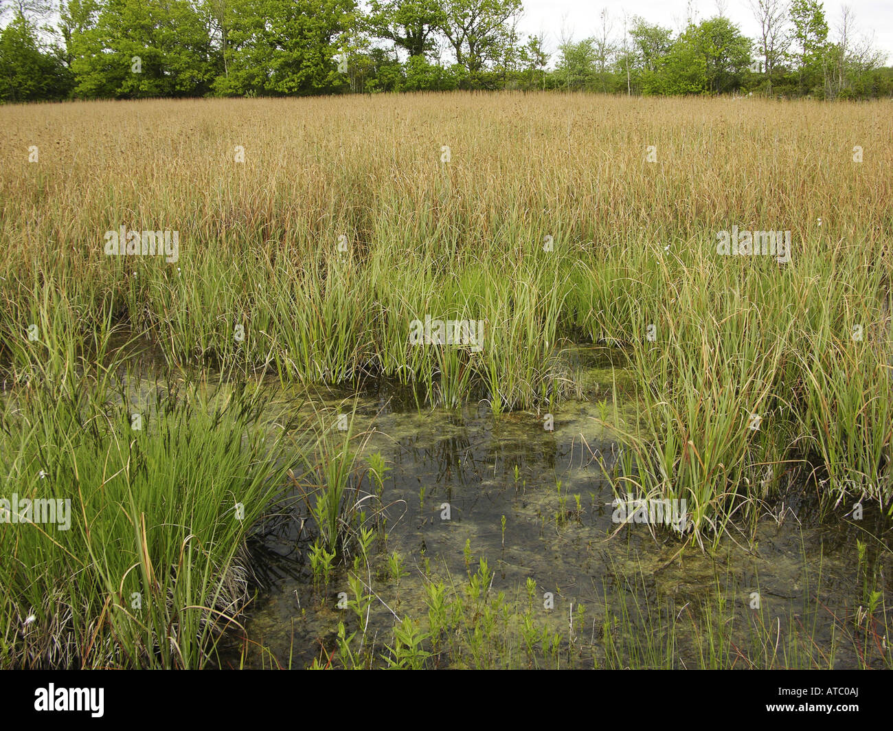 great fensedge (Cladium mariscus), sedge reed Stock Photo Alamy