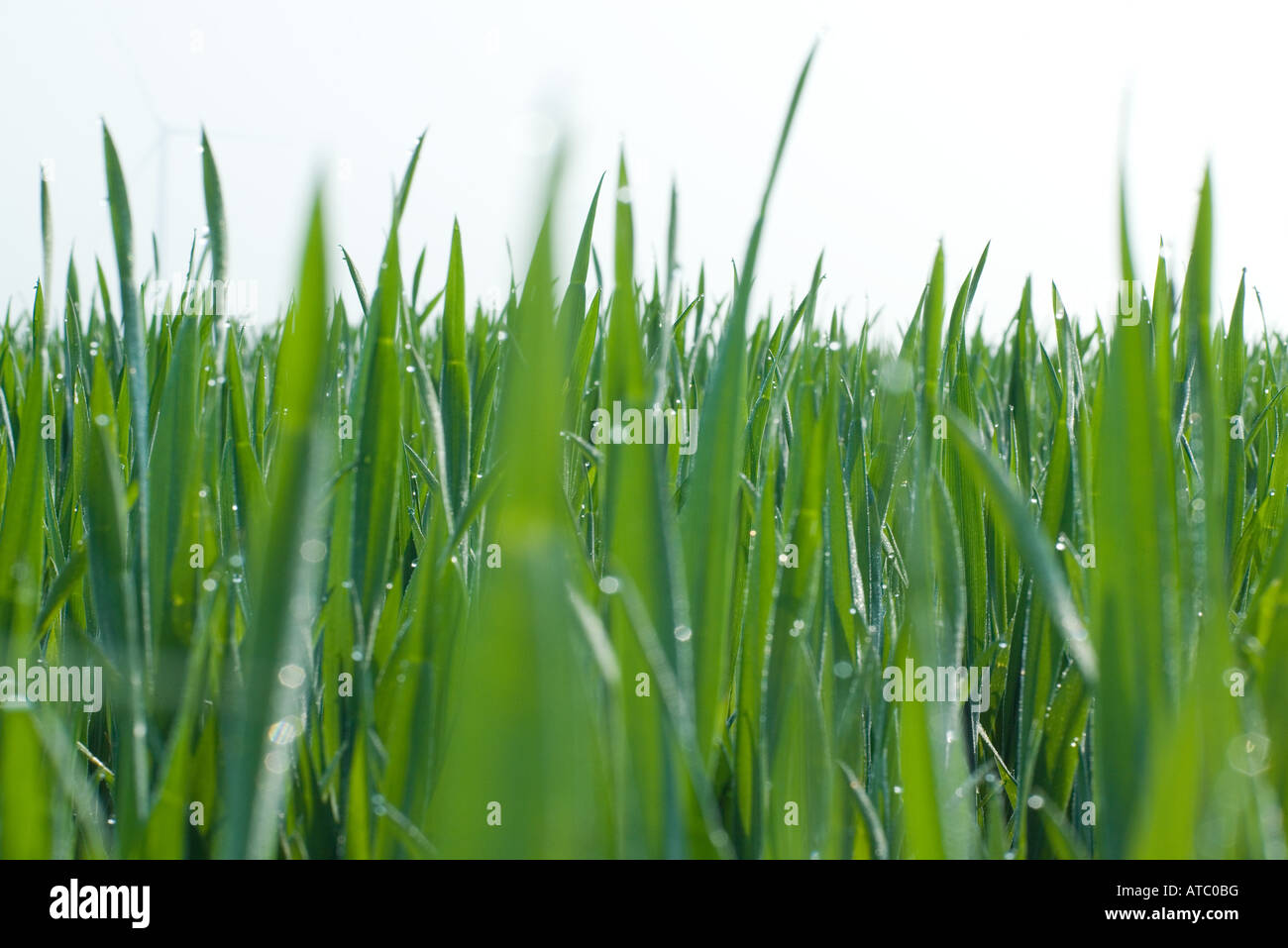 Grass growing extreme close up hi-res stock photography and images - Alamy