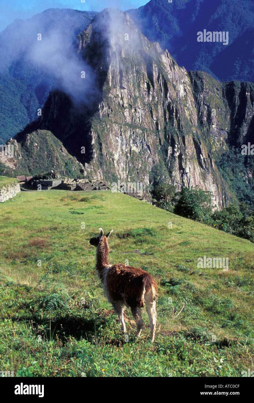 Peru Machu Pichu llama above ruins Stock Photo