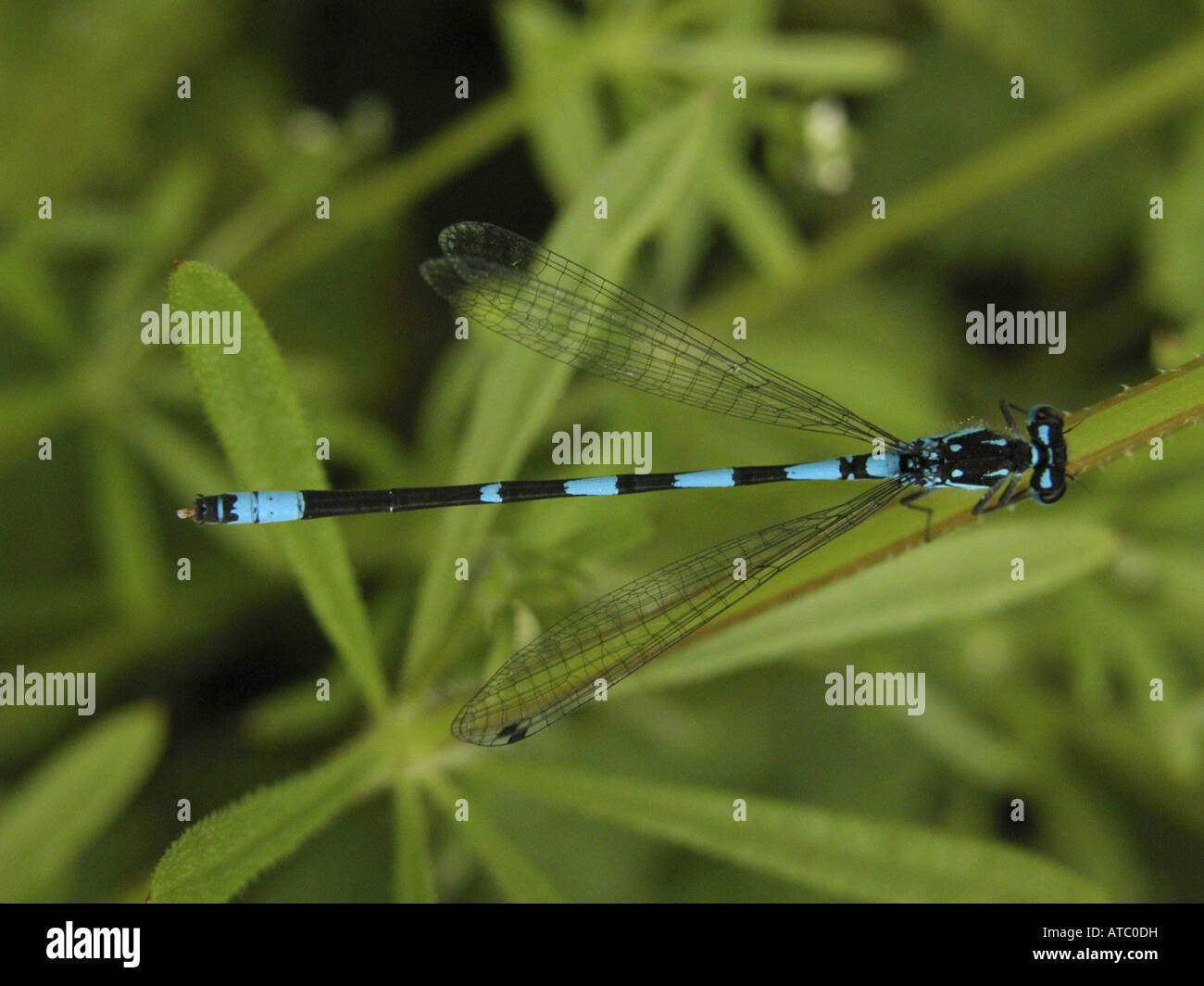 variable damselfly (Coenagrion pulchellum), at sprout Stock Photo