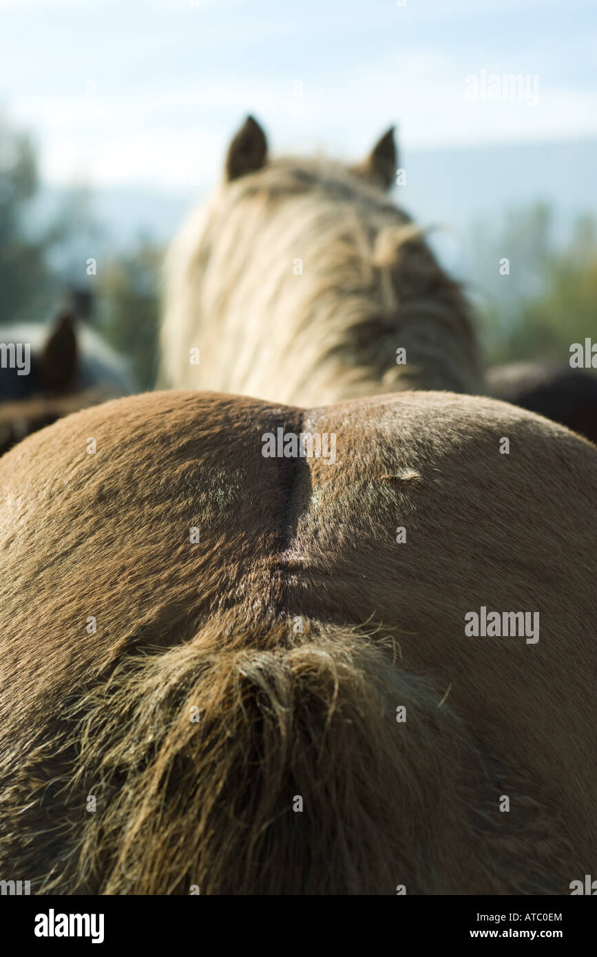 Close up horses hind hi-res stock photography and images - Alamy