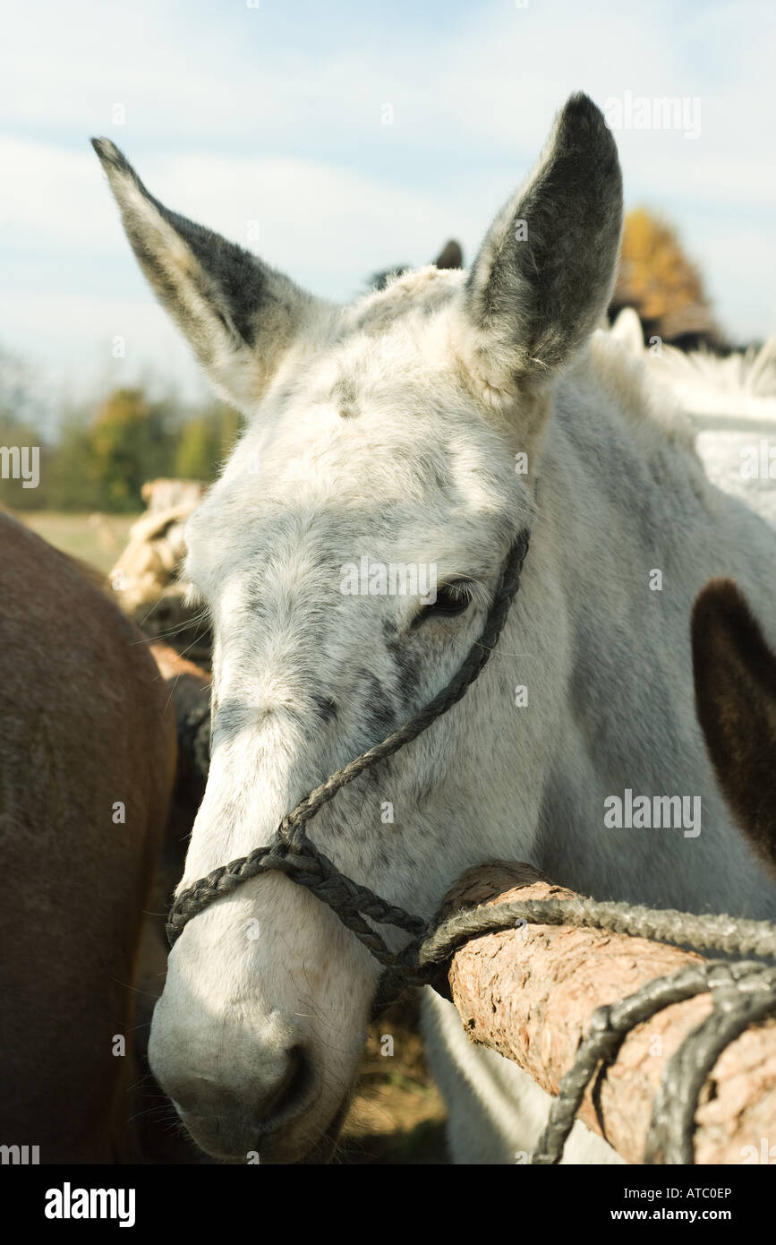 Tied Mule main image 0
