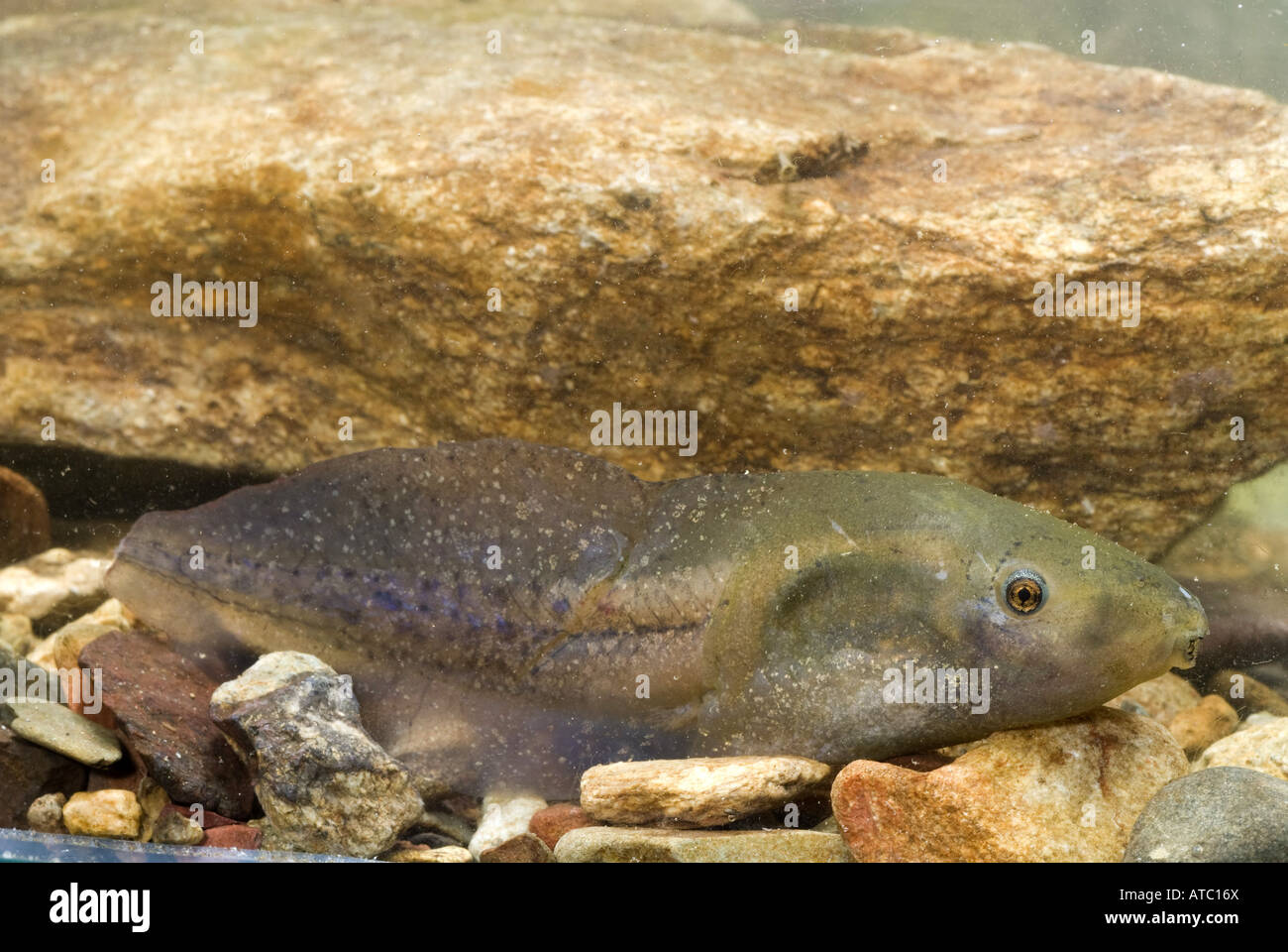 Western European spadefoot, Iberian spadefoot (Pelobates cultripes ...