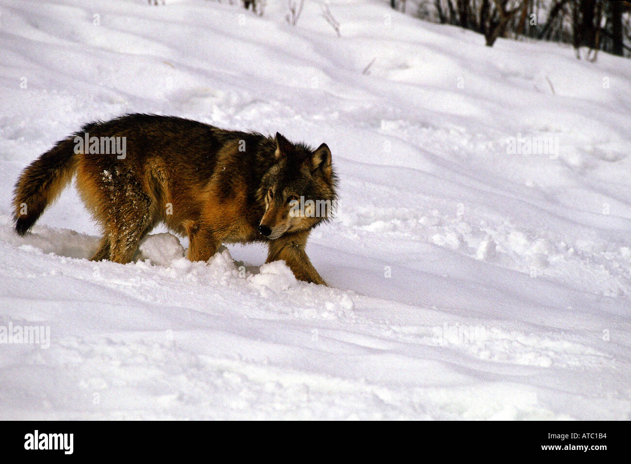 Bridger mountains bozeman mt hires stock photography and images Alamy