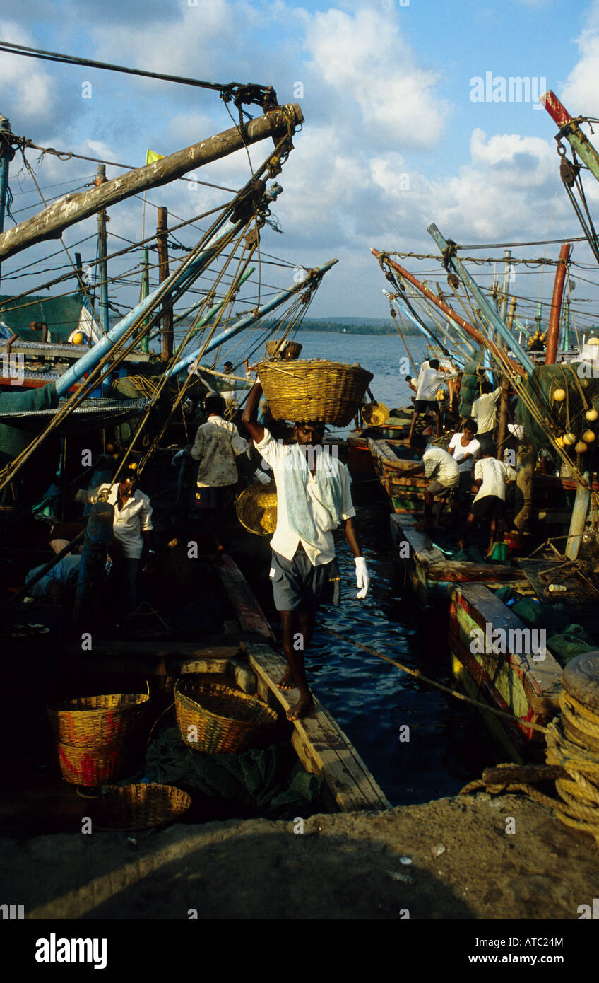 Unloading the catch of the day, Chapora harbour, Goa, India Stock Photo