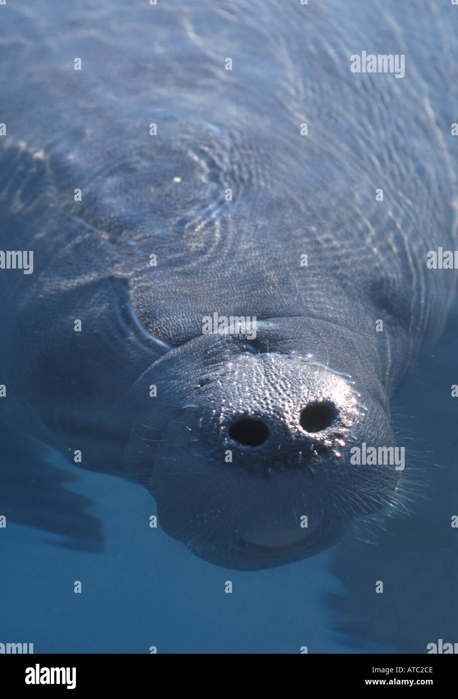 Manatee breathing hi-res stock photography and images - Alamy