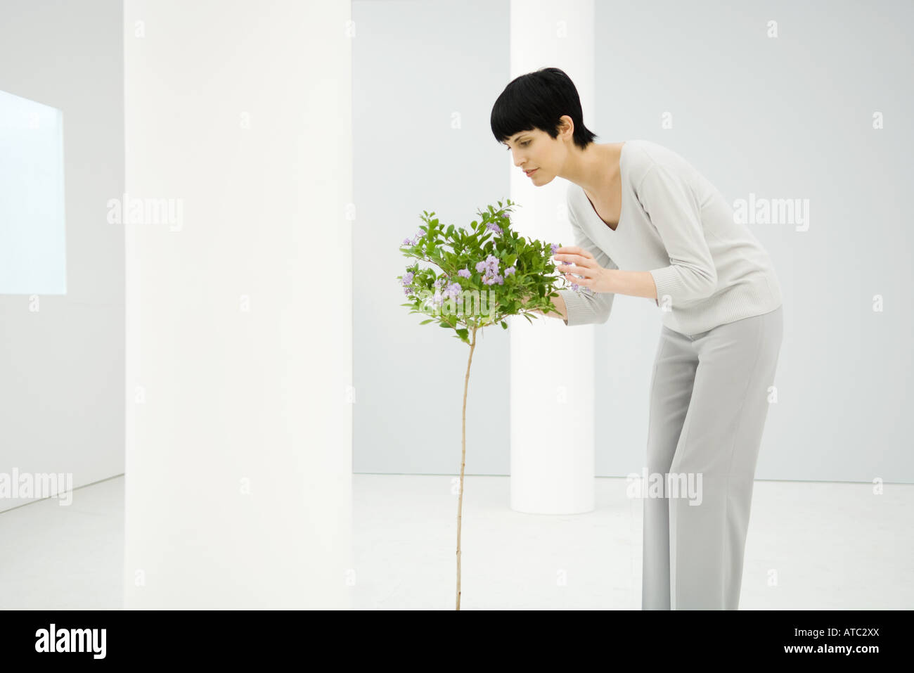Woman indoors, bending over, smelling flowering tree, side view Stock Photo