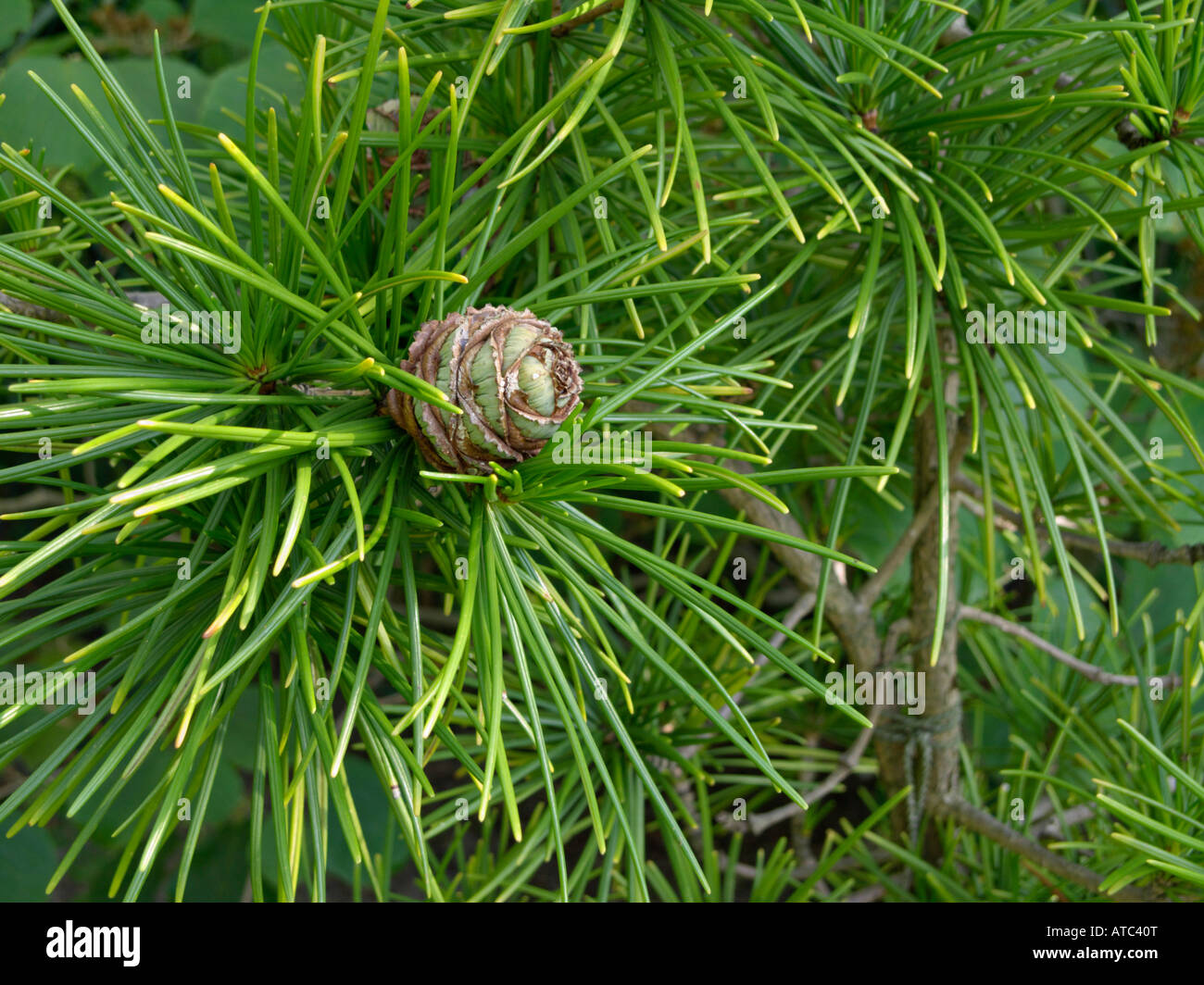 Umbrella pine (Sciadopitys verticillata) Stock Photo
