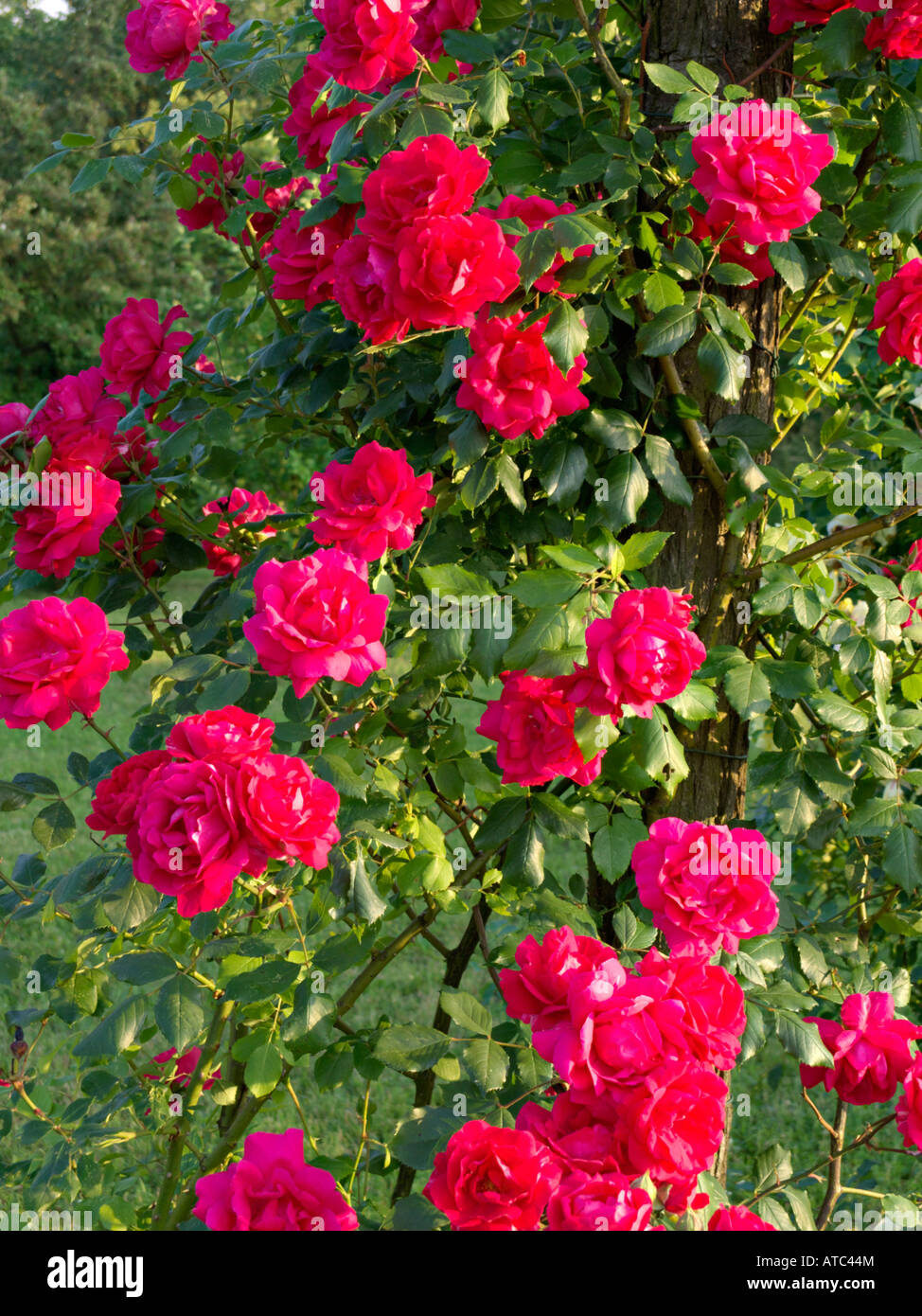 Multiflora rose (Rosa Paul's Scarlet Climber) Stock Photo