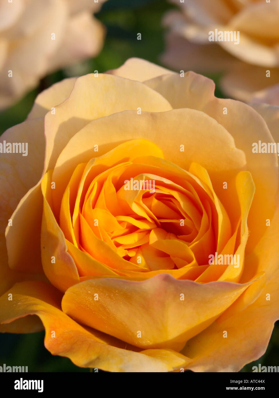 Shrub rose (Rosa Yellow Charles Austin) Stock Photo
