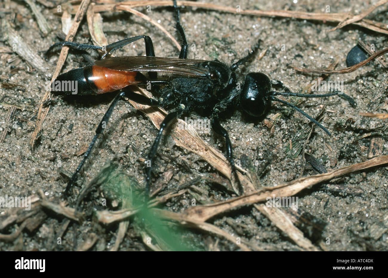 sand wasps, thread-waisted wasps (Sphecinae), imago on sandy ground Stock Photo