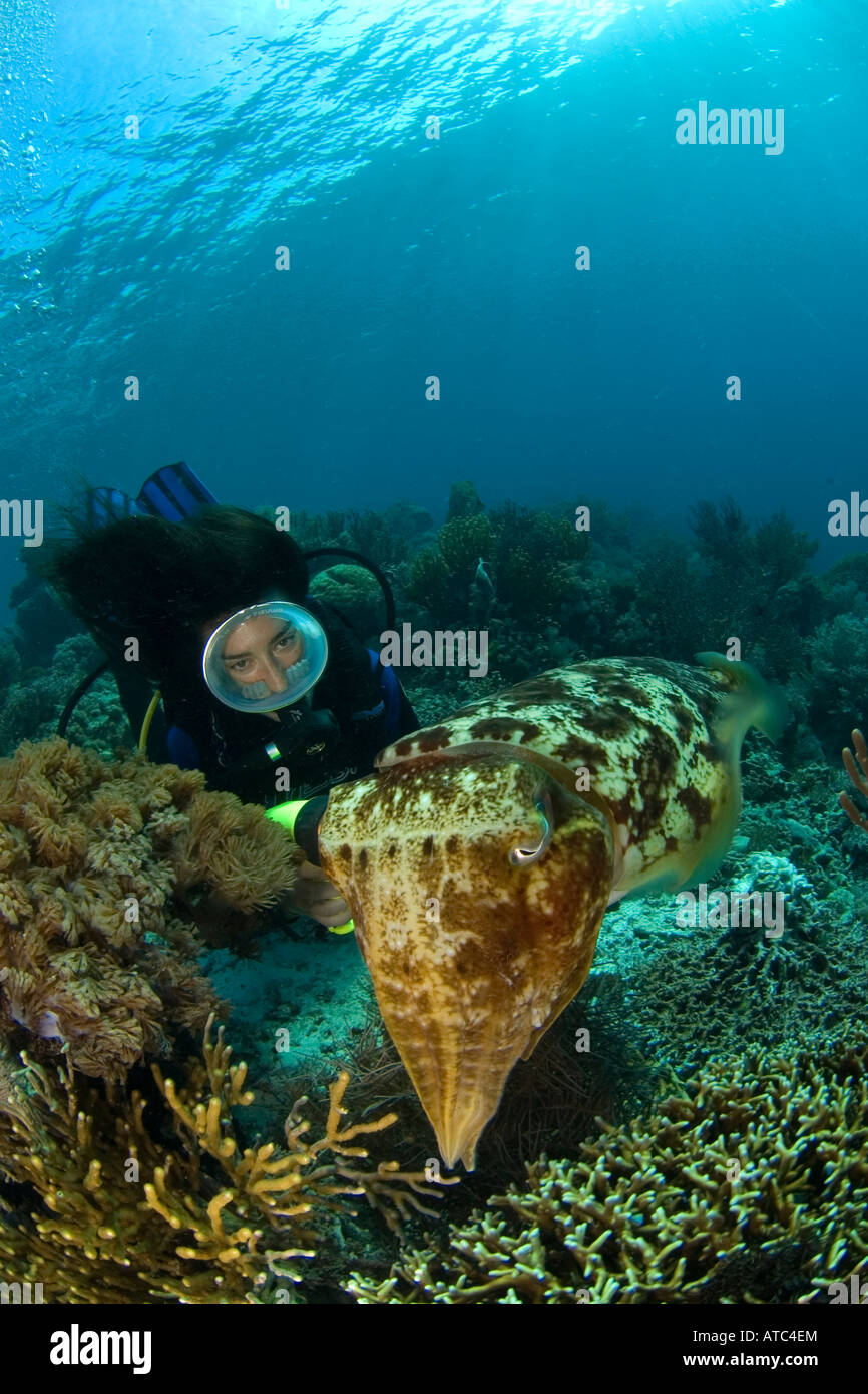 Cuttlefish and scuba diver, Indonesia, underwater, ocean, sea, scuba, diving, marine life, sea life, blue water, female diver Stock Photo