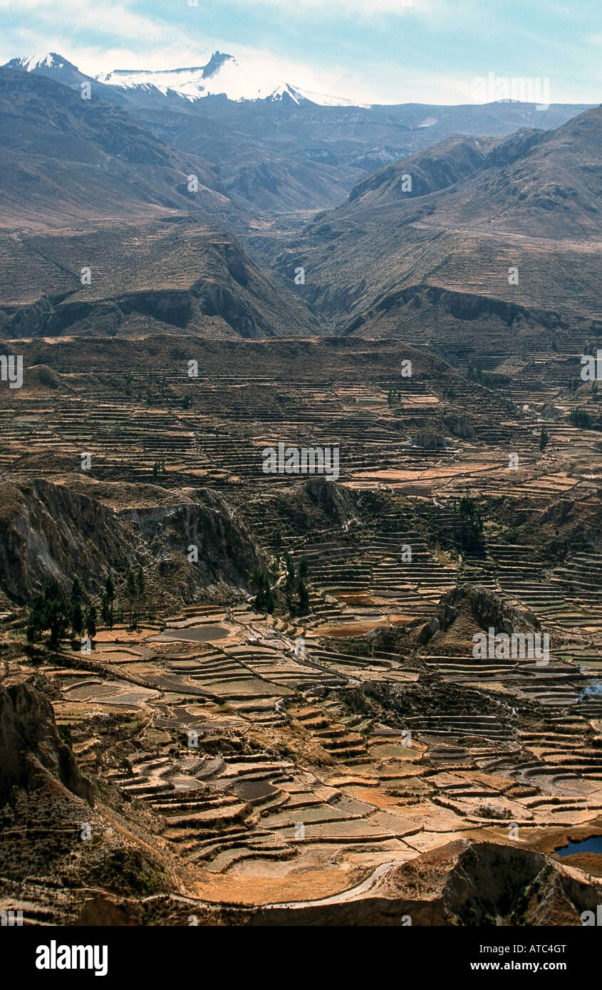 agricultural-terraces-in-the-colca-high-valley-peru-stock-photo-alamy