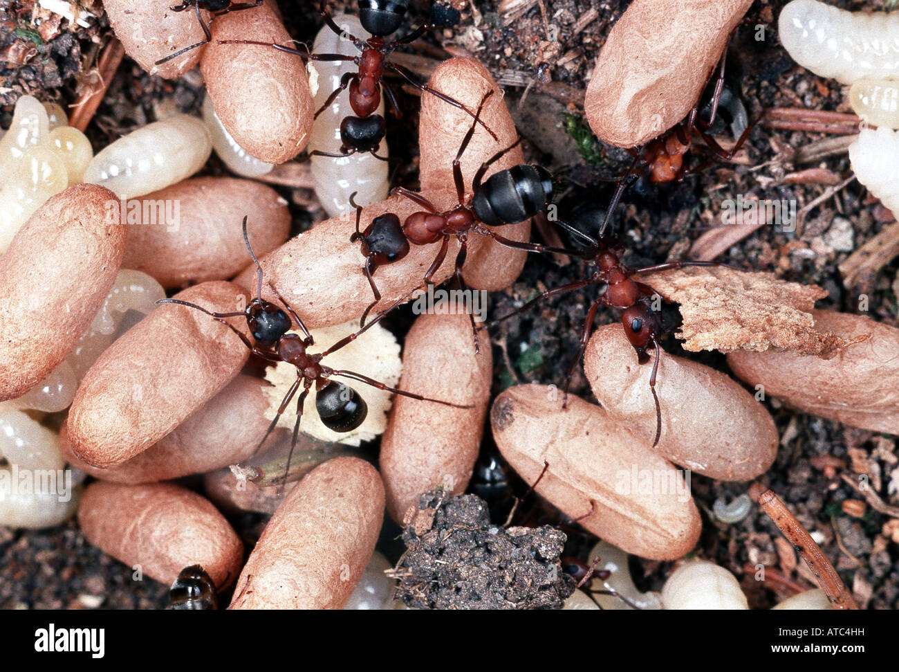 wood ant (Formica rufa), with pupas and larvae Stock Photo