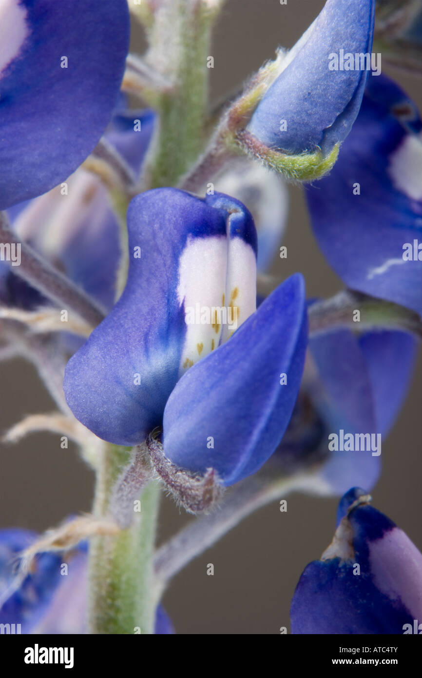 Close up photo of the Texas state flower the Bluebonnet Lupinus texensis Stock Photo