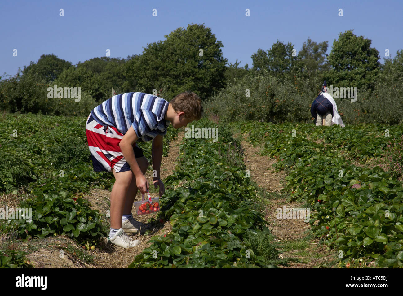 Boy Picking Strawberries , Fruit Farm , Sussex , England Stock Photo