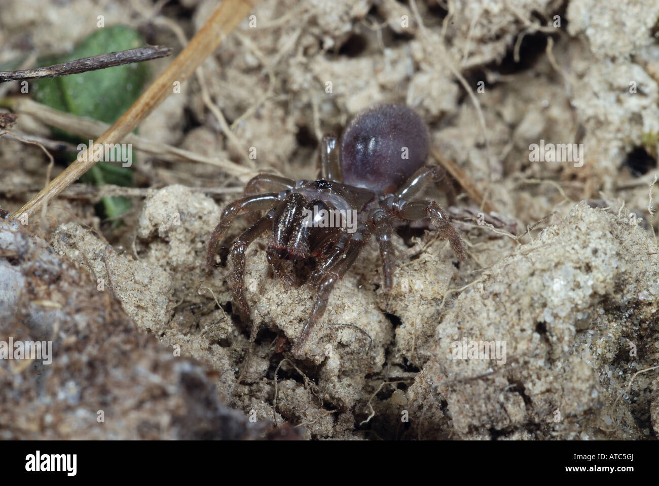 purse-web spider (Atypus affinis), single animal Stock Photo