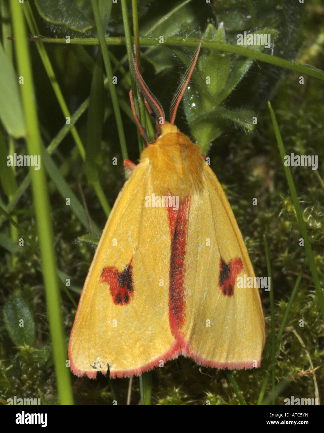 clouded buff moth (Diacrisia sannio), at blade of grass Stock Photo