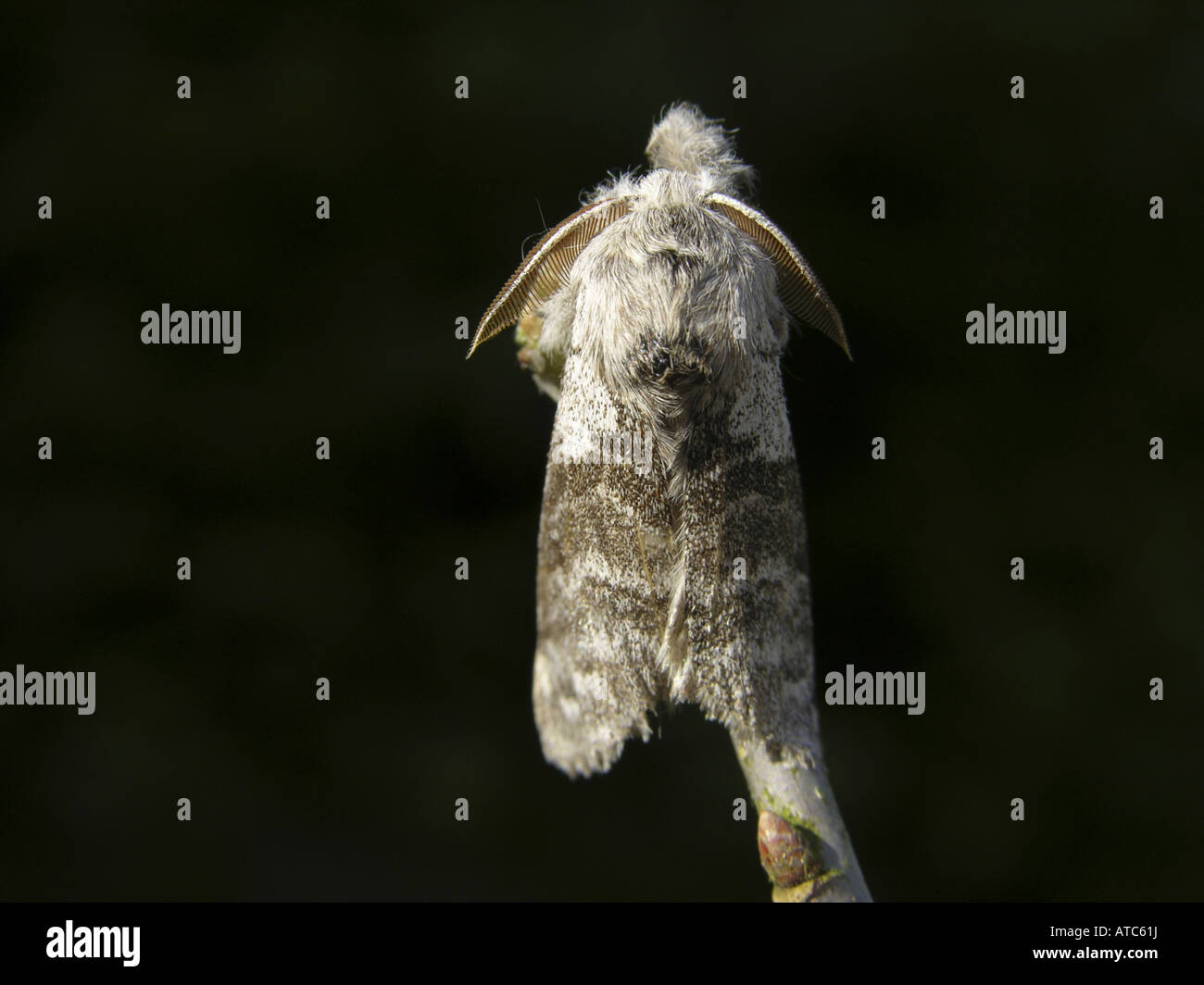 Pale tussock, Red-tail moth (Dasychira pudibunda, Olene pudibunda, Calliteara pudibunda, Elkneria pudibunda), imago Stock Photo