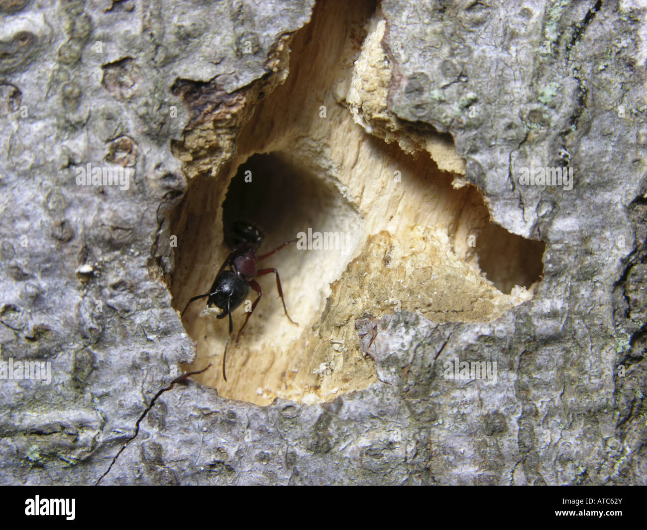 Ant Holes Stock Photos & Ant Holes Stock Images Alamy
