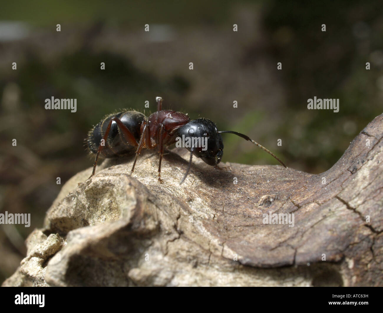 giant carpenter ant (Camponotus herculeanus), on wood Stock Photo