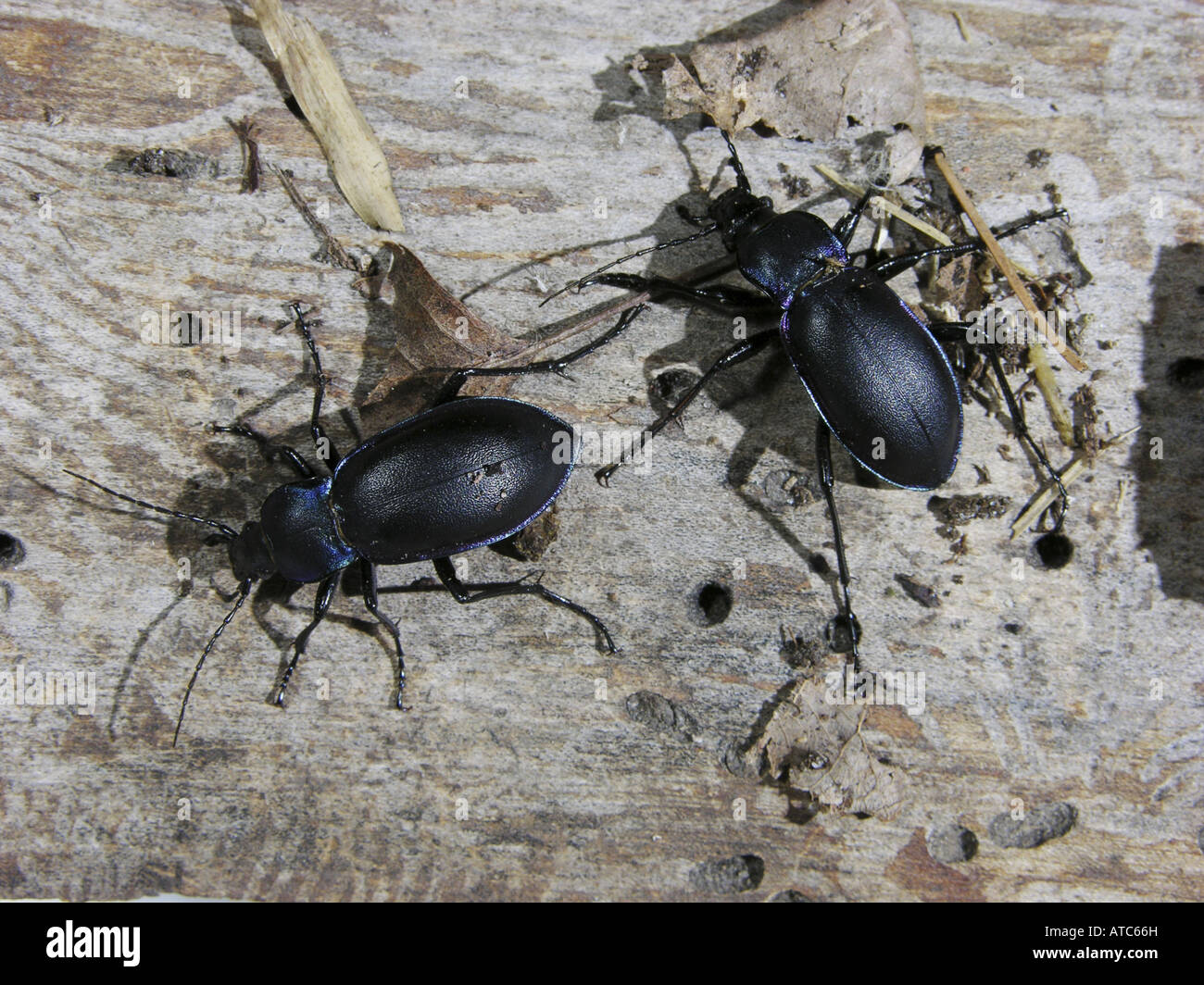 violet ground beetle (Carabus violaceus), walking on dead wood Stock Photo