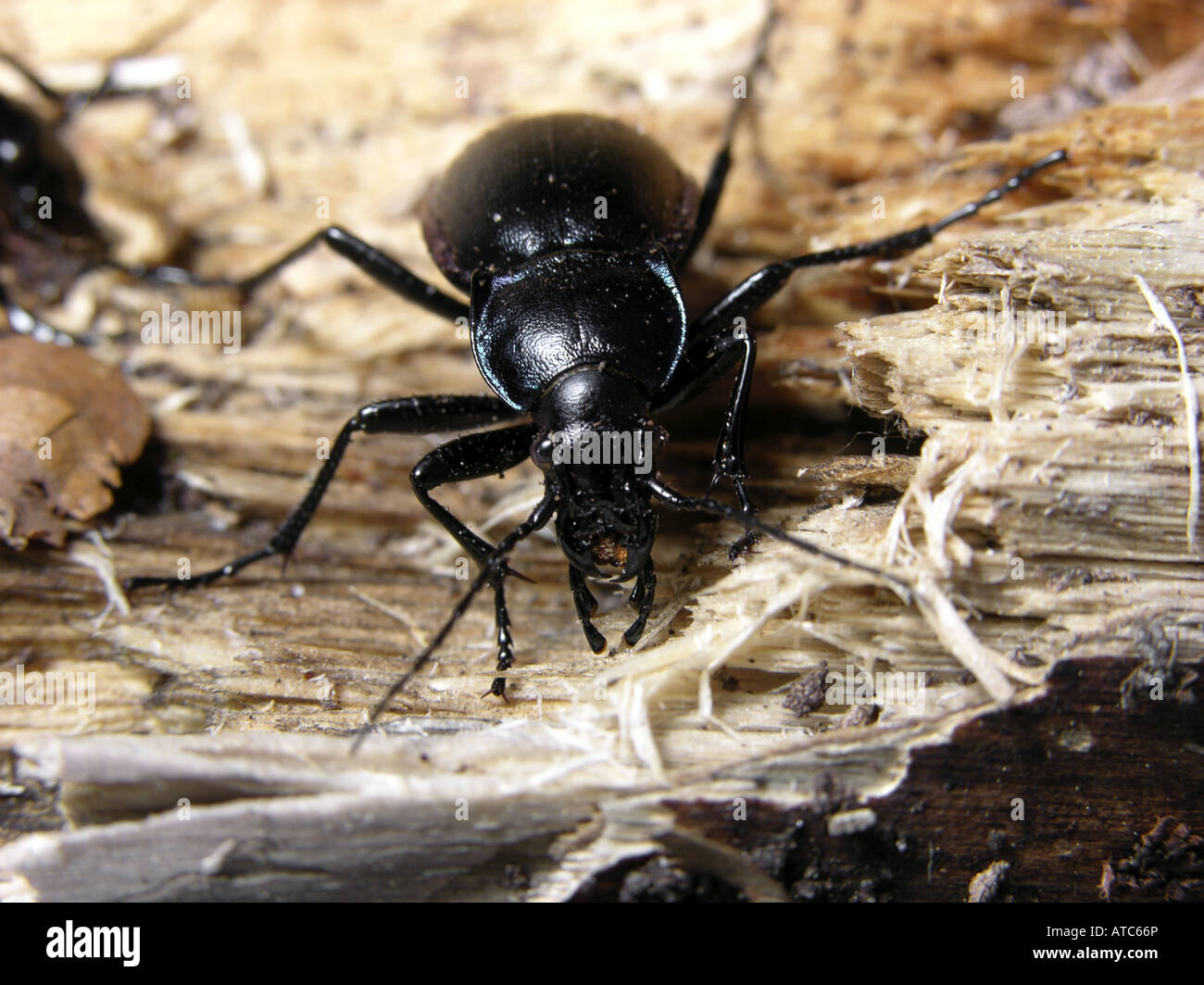 violet ground beetle (Carabus violaceus), walking on dead wood Stock Photo