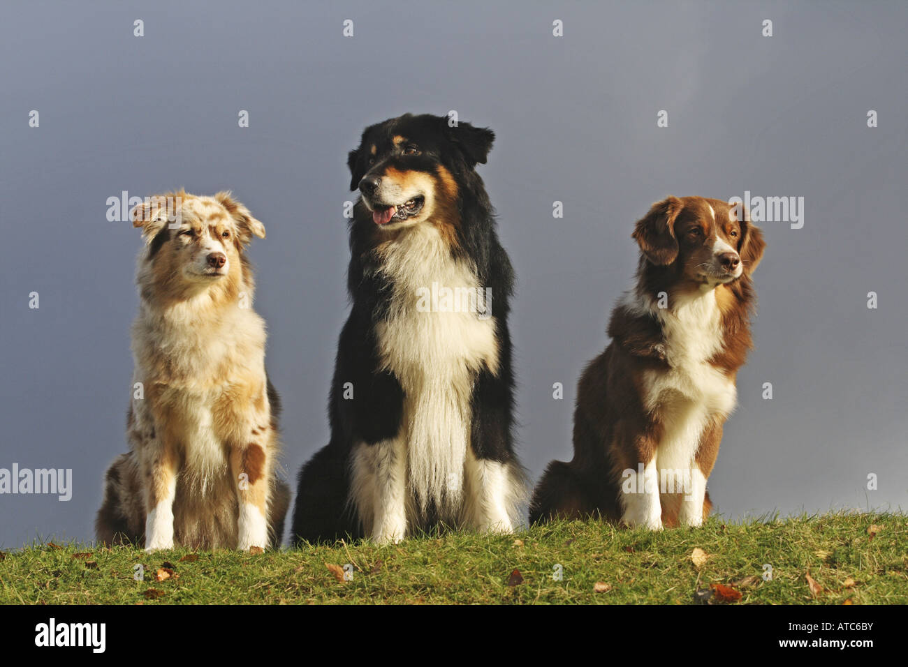 Australian Shepherd (Canis lupus f. familiaris), female (left), male Stock  Photo - Alamy