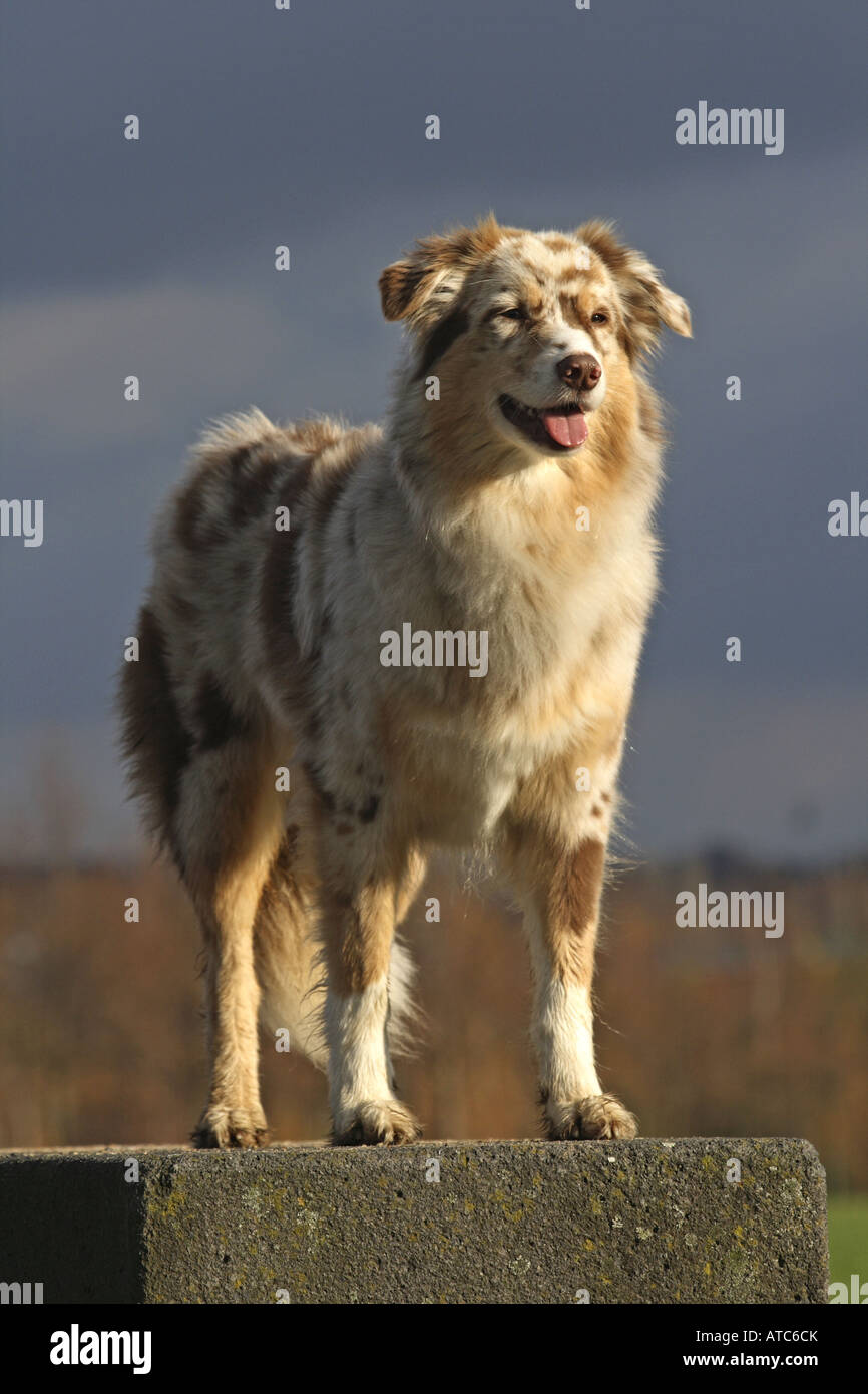 Australian Shepherd (Canis lupus f. familiaris), female standing on a stone, Germany Stock Photo
