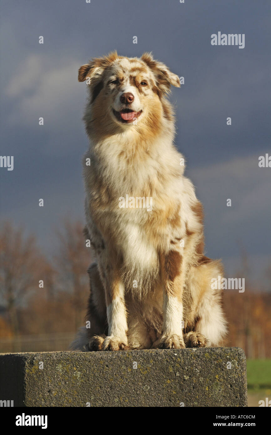 Australian Shepherd (Canis lupus f. familiaris), female sitting on a stone, Germany Stock Photo