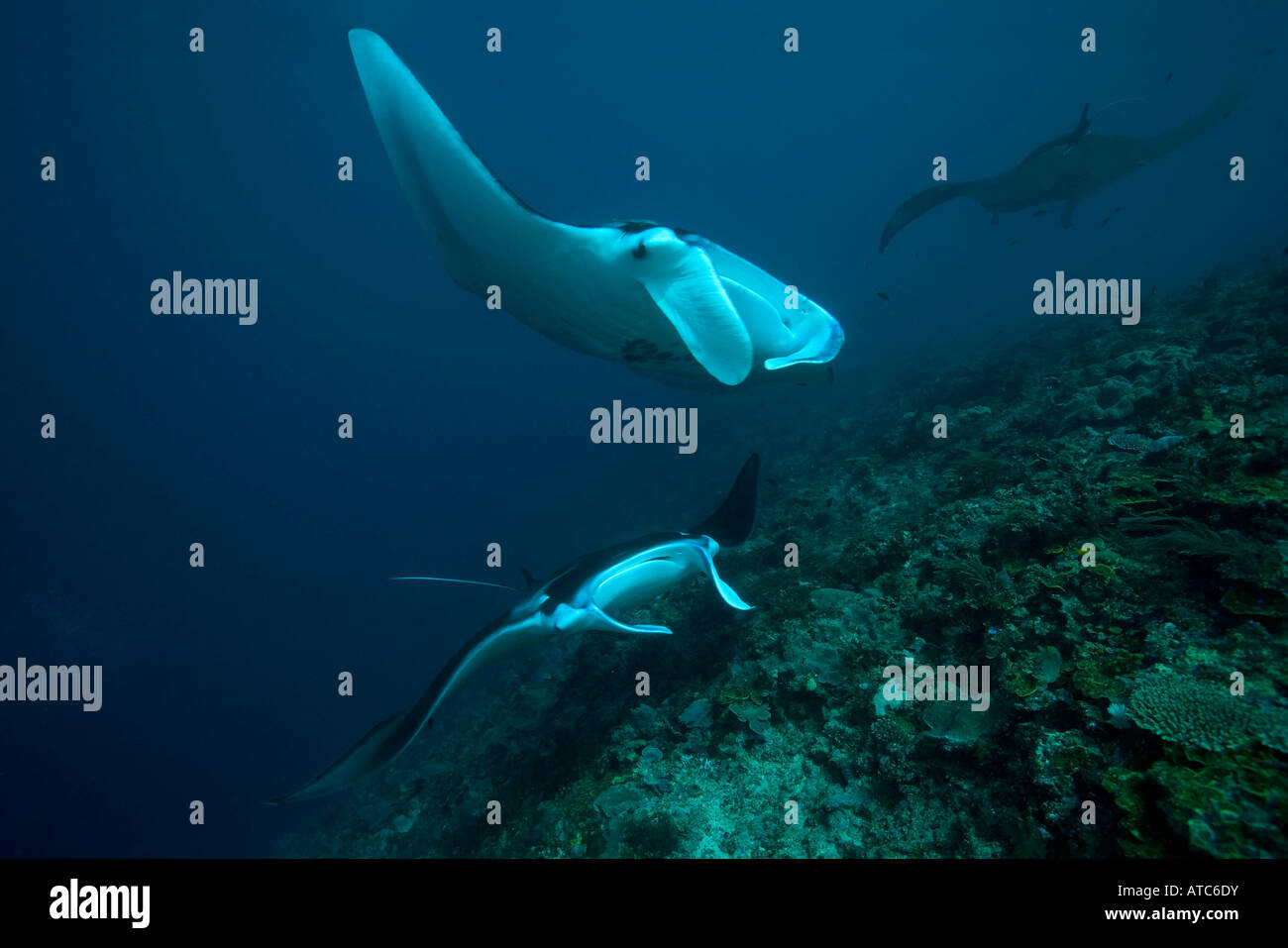 manta rays manta birostris Raja Ampat Irian Jaya West Papua Pacific Ocean Indonesia Stock Photo