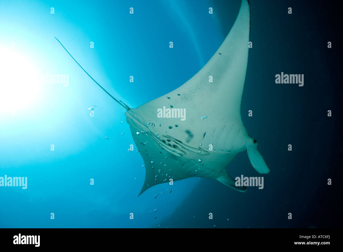 manta rays manta birostris Raja Ampat Irian Jaya West Papua Pacific Ocean Indonesia Stock Photo