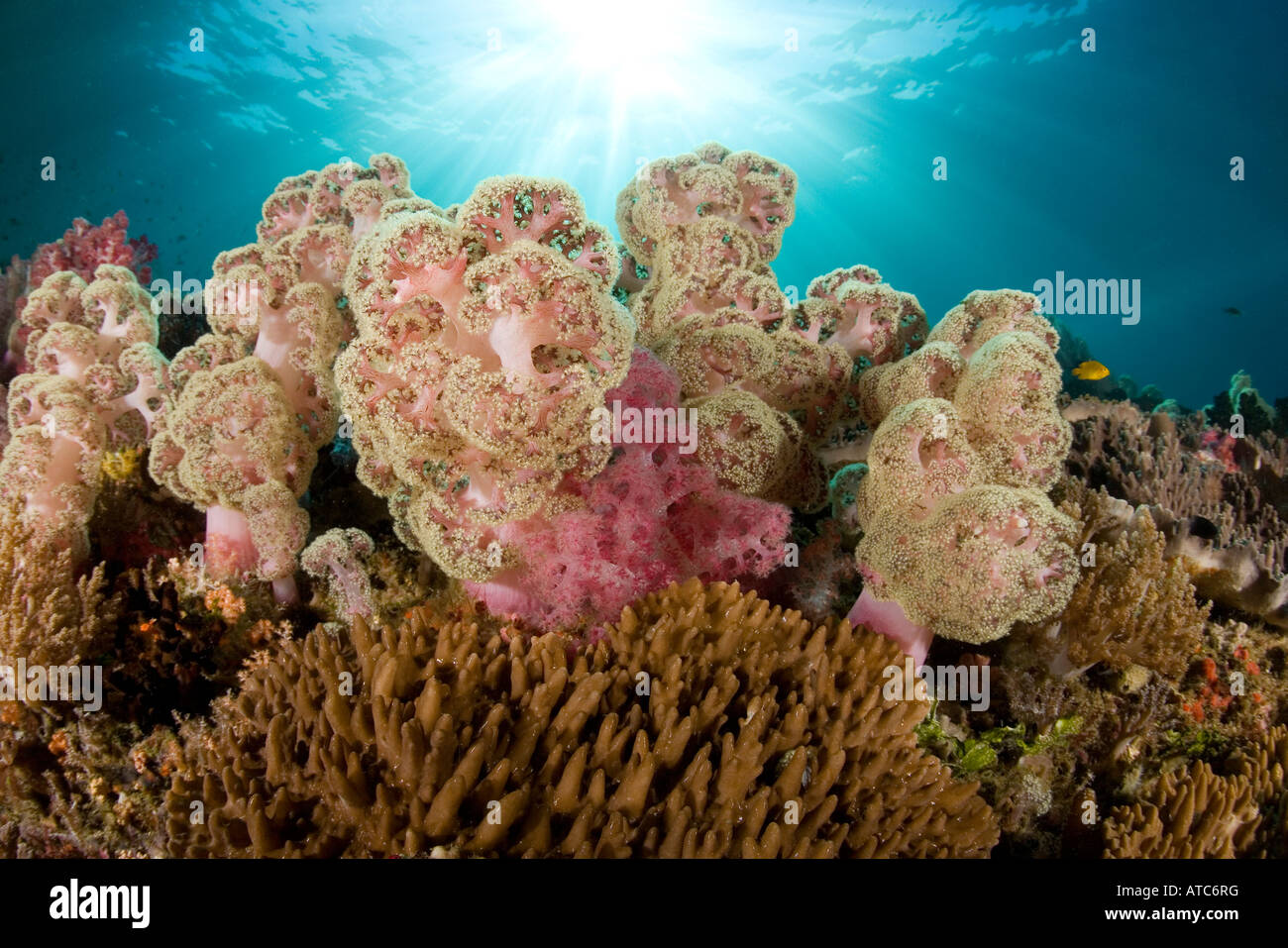 Umbellate tree corals Dendronephthya Morchellana sp Raja Ampat Irian Jaya West Papua Pacific Ocean Indonesia Stock Photo