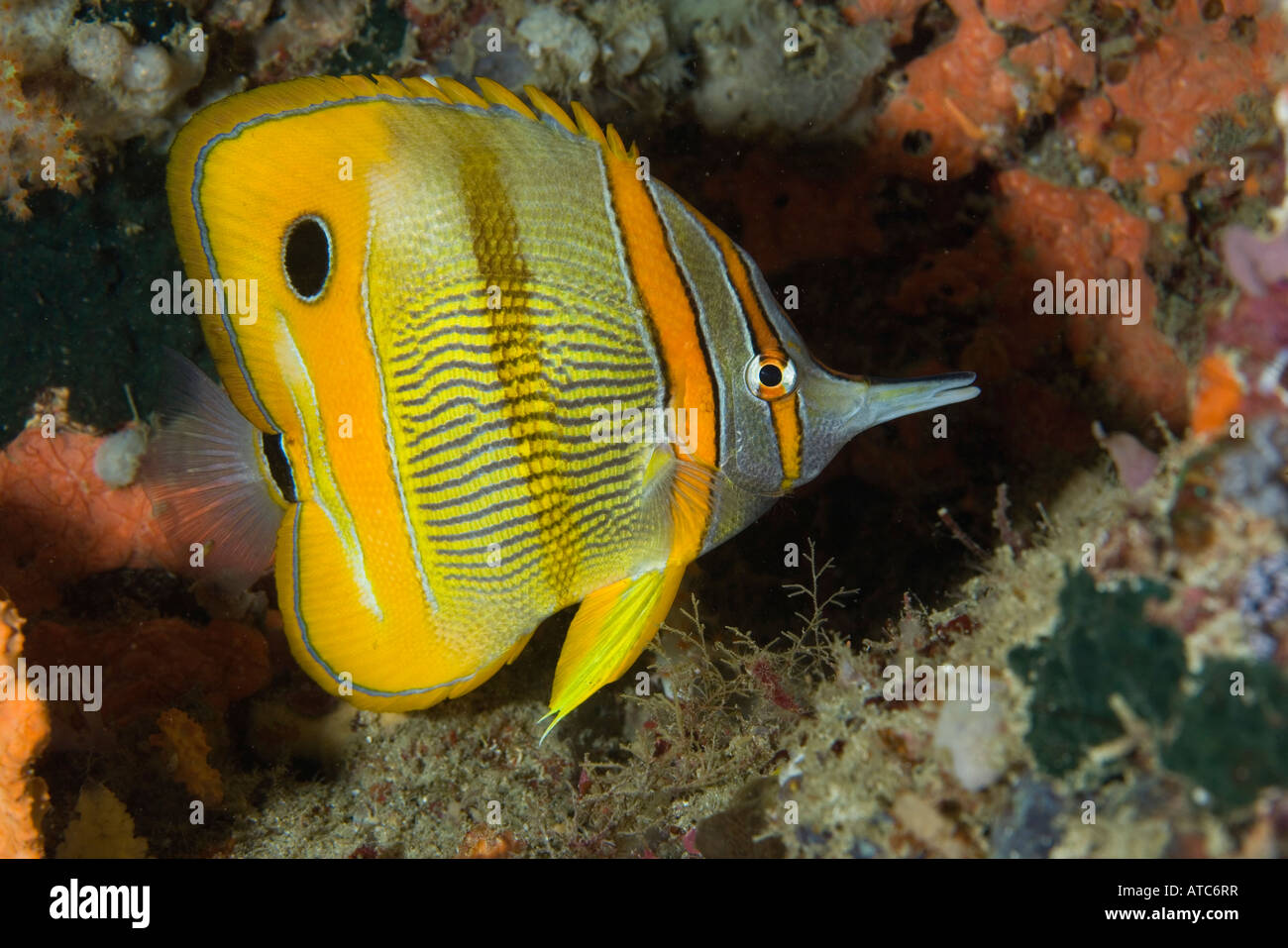 beaked coralfish Chelmon rostratus Raja Ampat Irian Jaya West Papua ...