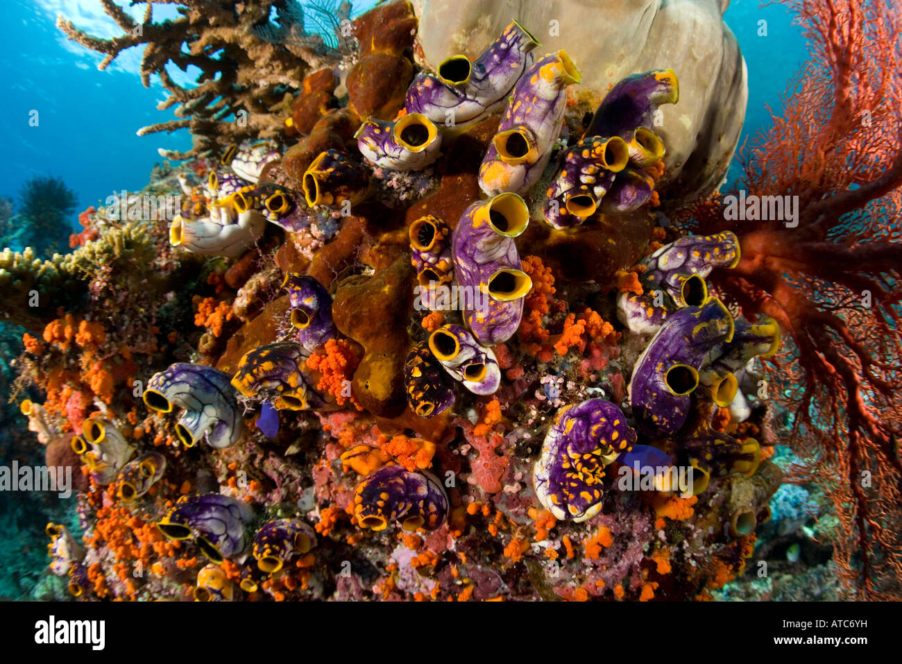 colony of tunicate naturally solitary Polycarpa aurata Raja Ampat Irian Jaya West Papua Pacific Ocean Indonesia Stock Photo