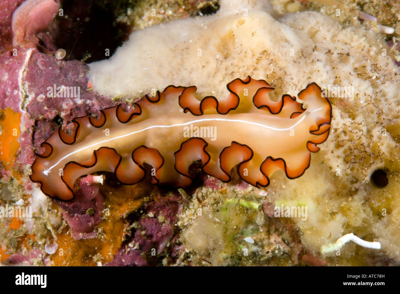 Orsaki flatworm Maiazoon orsaki Raja Ampat Irian Jaya West Papua Pacific Ocean Indonesia Stock Photo