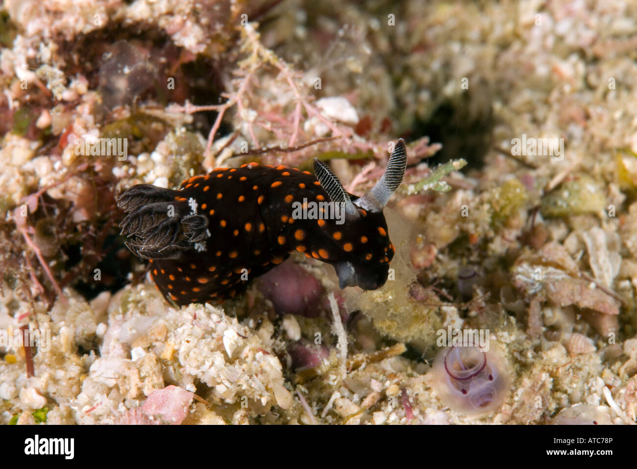 nudibranch Nembrotha sp Raja Ampat Irian Jaya West Papua Pacific Ocean Indonesia Stock Photo