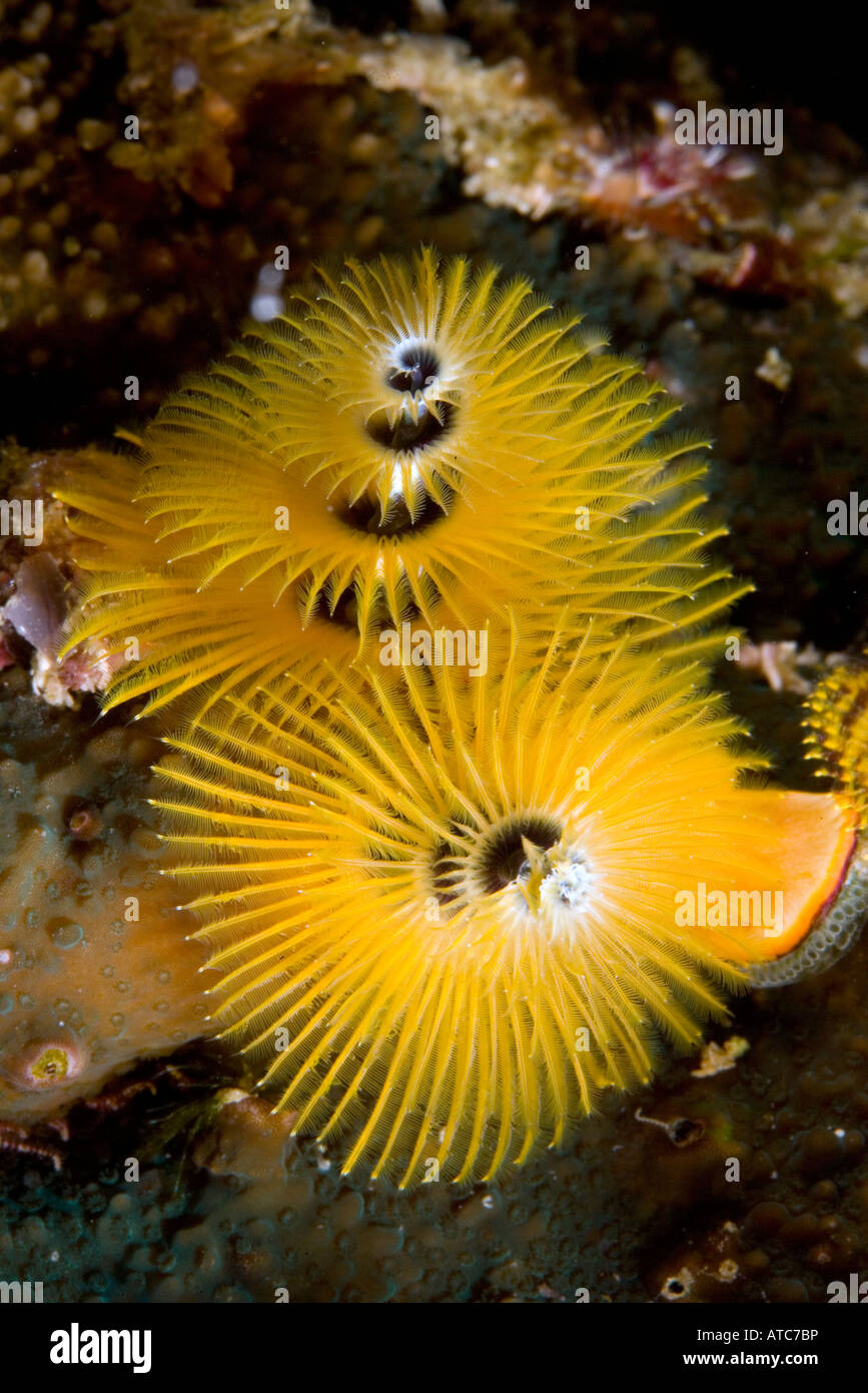 Christmastree worm hi-res stock photography and images - Alamy