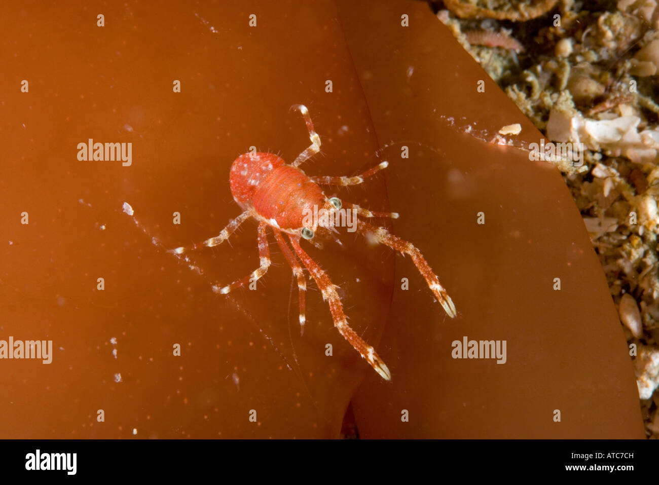 squad lobster Galathea sp Raja Ampat Irian Jaya West Papua Pacific Ocean Indonesia Stock Photo