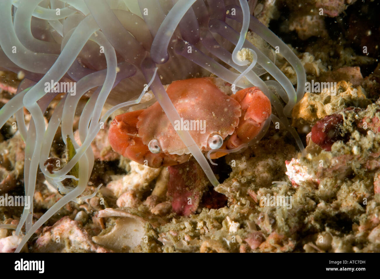 portunidae crab at base of sea anemone Lissocarcinus laevis Raja Ampat Irian Jaya West Papua Pacific Ocean Indonesia Stock Photo