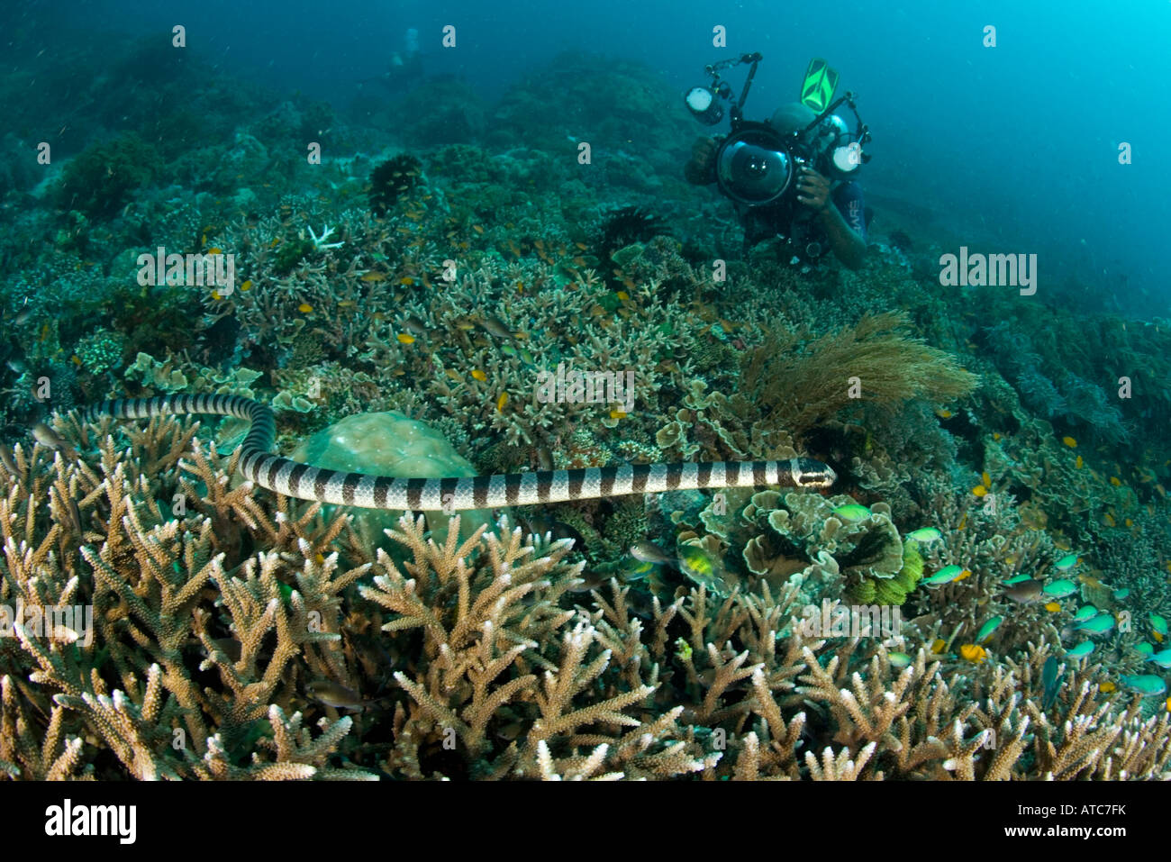 Diver photographying banded sea snake Laticauda colubrina Raja Ampat Irian Jaya West Papua Pacific Ocean Indonesia Stock Photo