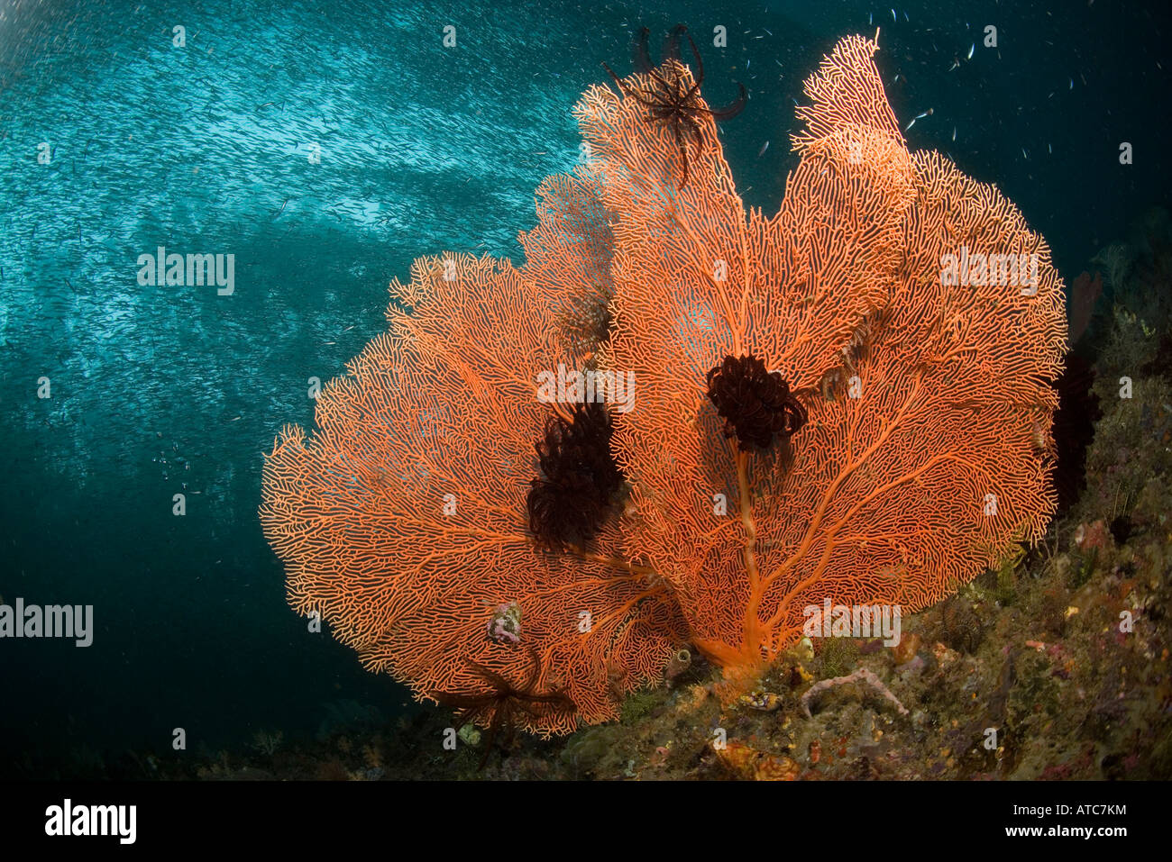 sea fan with anchovy shool behind Subergorgia mollis Raja Ampat Irian Jaya West Papua Pacific Ocean Indonesia Stock Photo