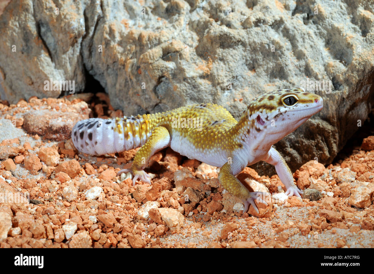 Colour Variants Morphs High Resolution Stock Photography and Images - Alamy