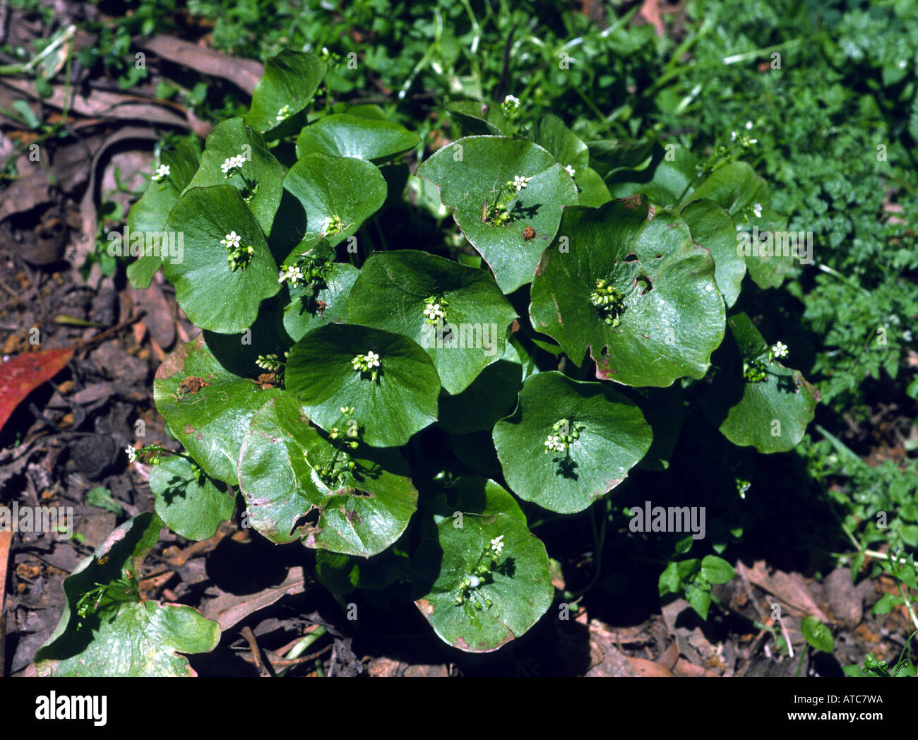 Miner s lettuce Montia perfoliata San Francisco California USA Stock Photo