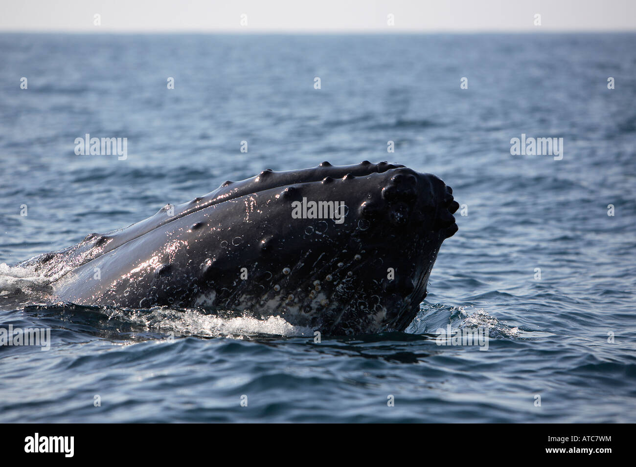 surfacing southern humpback whale Megaptera novaeangliae Wild Coast Transkei Southeast Africa Indian Ocean Mozambique Stock Photo