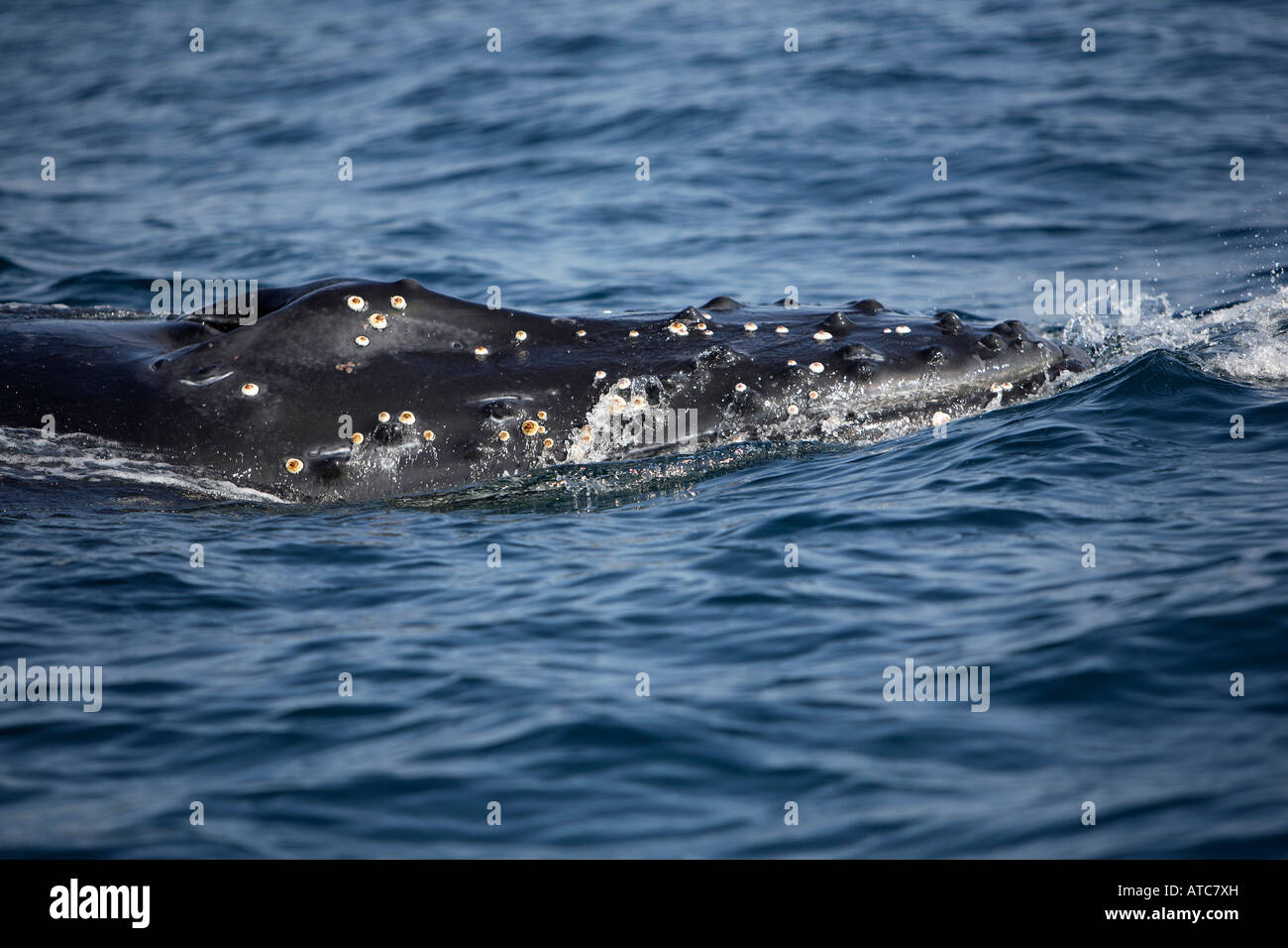 surfacing humpback whale Megaptera novaeangliae Wild Coast Transkei Southeast Africa Indian Ocean Mozambique Stock Photo