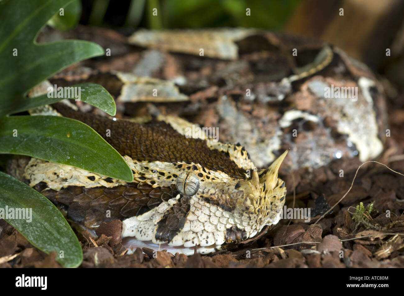 river jack, rhinoceros viper (Bitis nasicornis), portrait Stock Photo ...