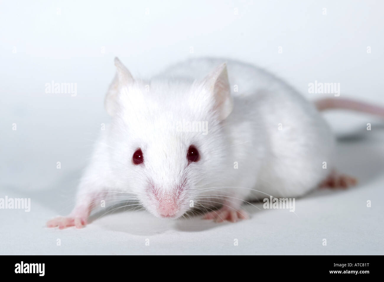 house mouse (Mus musculus), albino mouseon white subsurface, captive Stock Photo