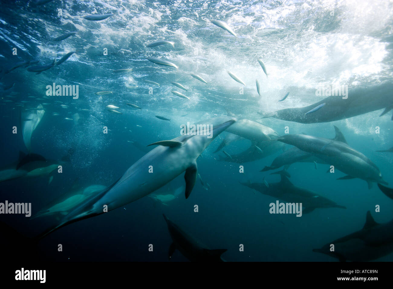long beaked common dolphins hunting sardines Delphinus capensis Wild Coast Transkei Southeast Africa Indian Ocean Mozambique Stock Photo