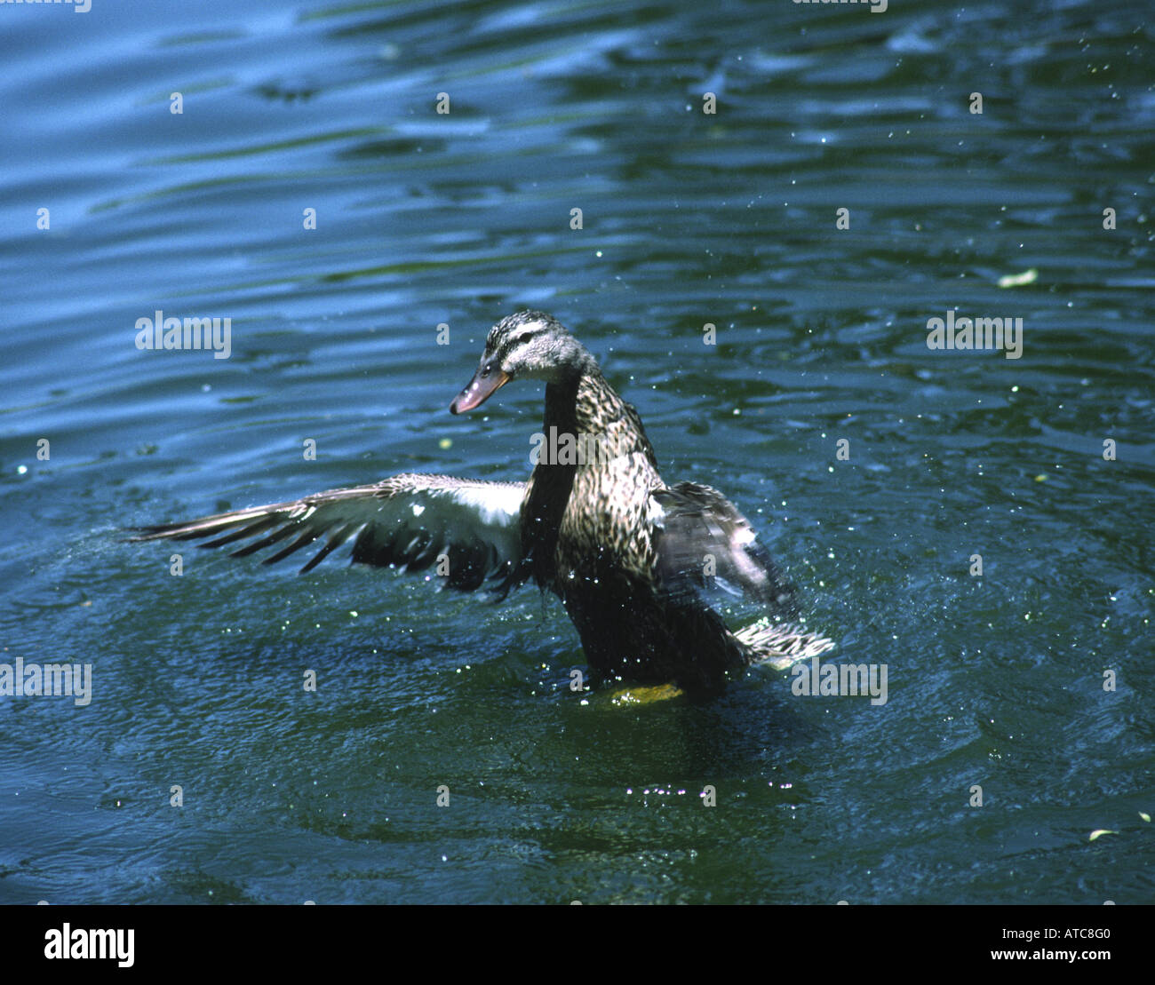 female mallard Anas platyrhynchos San Francisco California Stock Photo